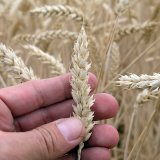 L'arrêt de l'accord impactera principalement les céréales fourragères en Suisse (image prétexte).